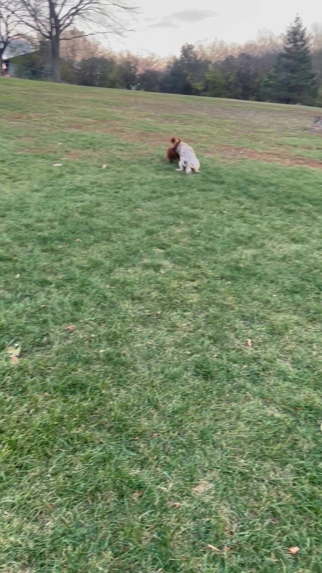 6 mo old fully trained Mini Australian Shepherd for sale!