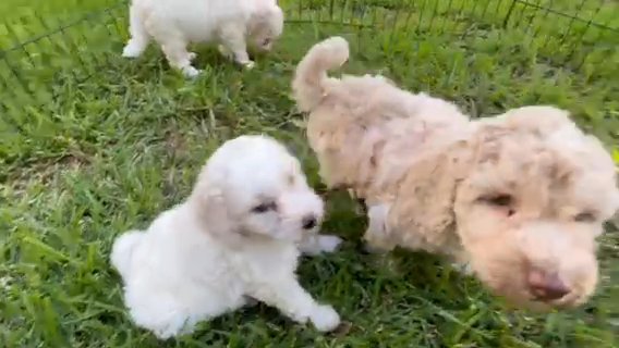 Golden Doodle Medium