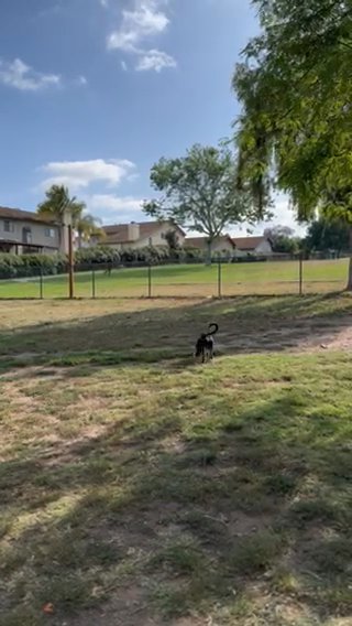 Puppy In Need Of New Home