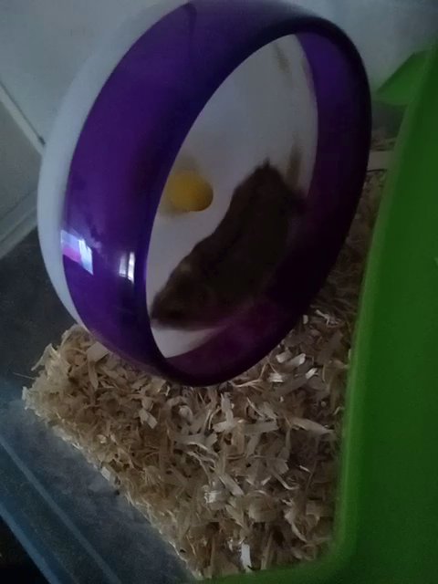 Winter White dwarf hamster