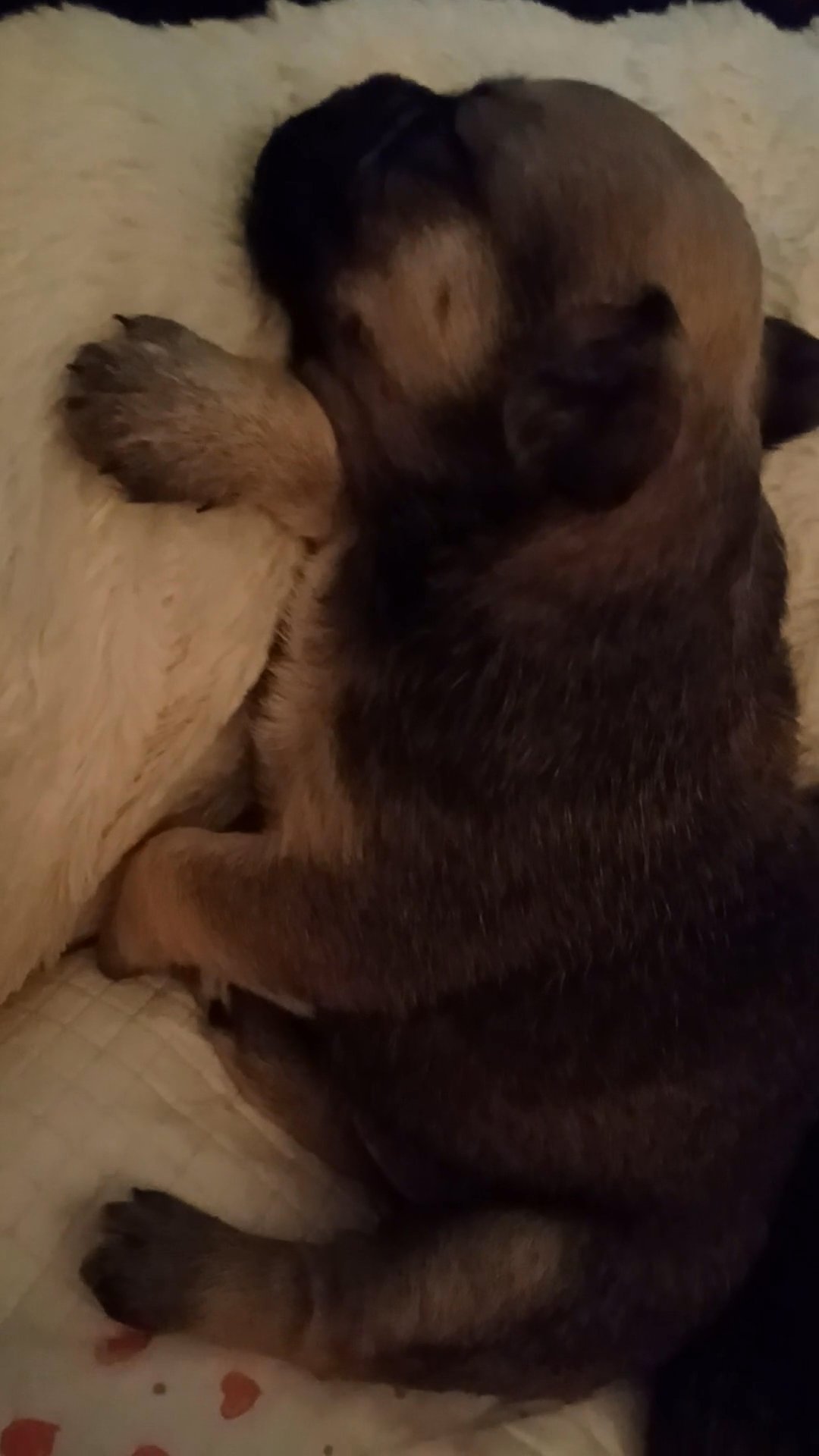 Poochon Yorkie mix