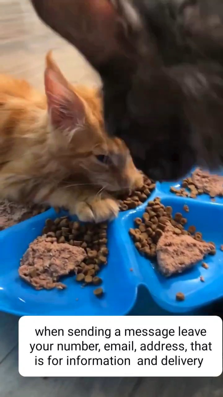 female maincoon kitten