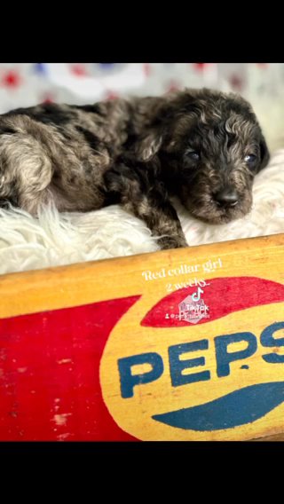 F1b Labradoodles