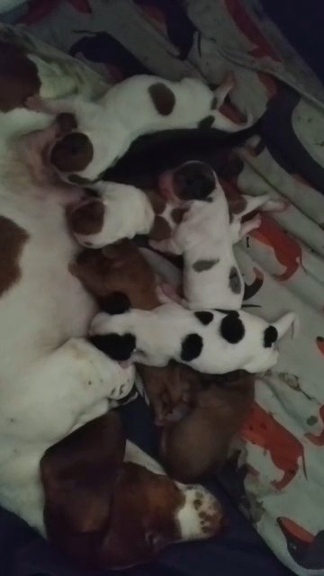 miniature dachshund
