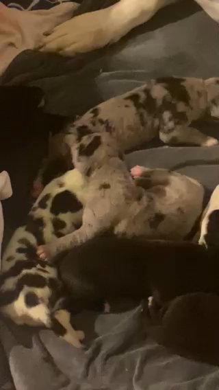 Great Danes Puppies!!