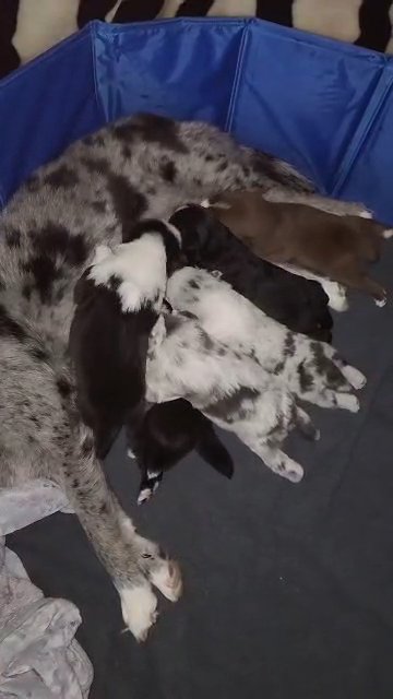 F2 Pomsky litter