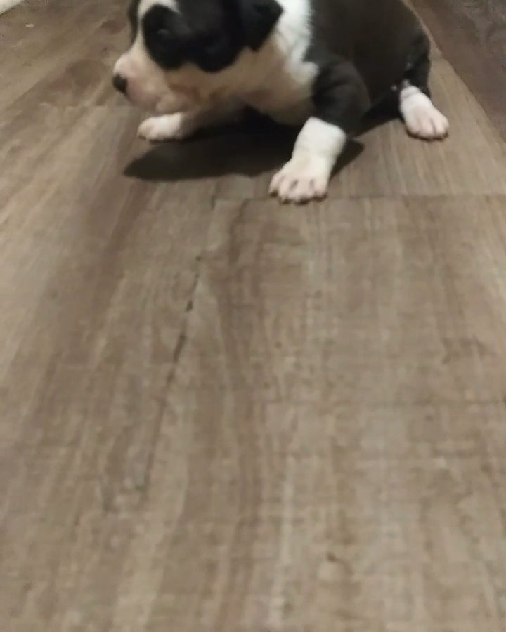 Meryl tri pitbulls 4sale and other colors