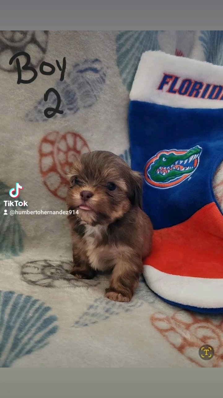 Shorkie-tzu