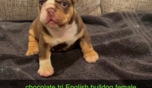 English Bulldog Sold
