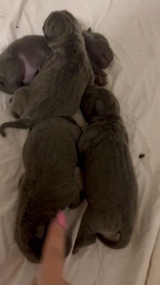 Shar Pei Puppies For Sale