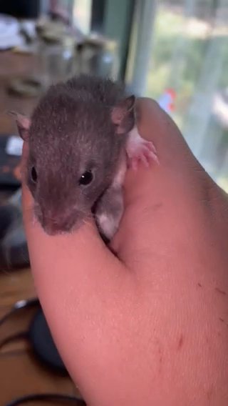 RATS & MICE FOR SALE PETS AND FEEDERS