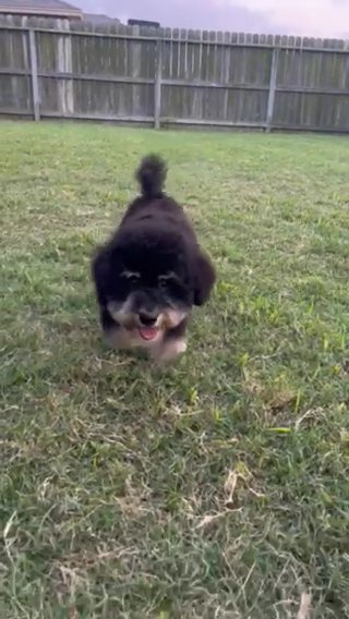 Bernedoodle