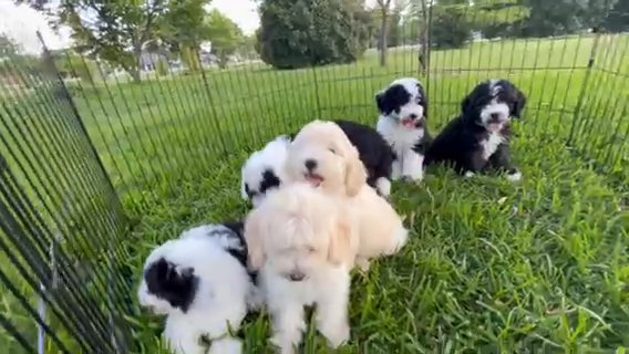 Sheepadoodle Medium