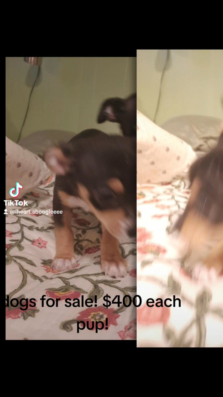 two chihuahuas for sale