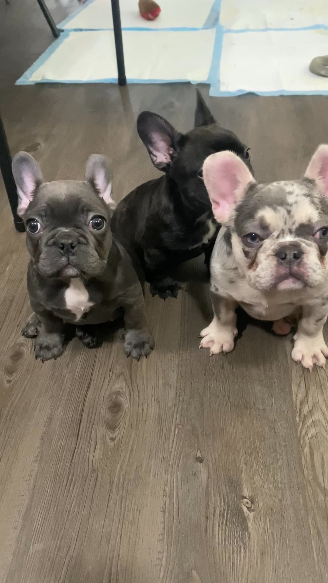 Adorable frenchie female pup