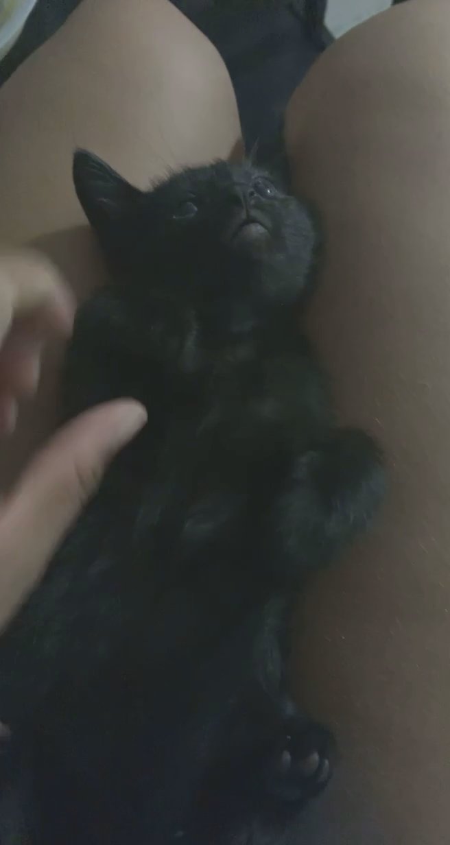 Kittens For Sale