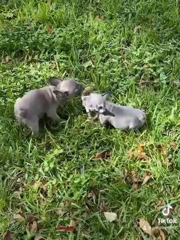 Frenchies French Bulldogs