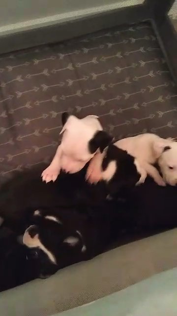 puppies for sale