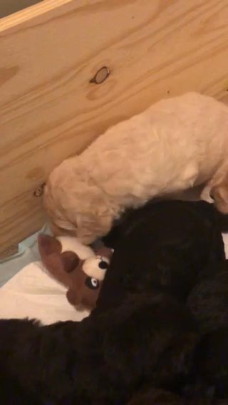 F1b, Medium Size labradoodle Puppies