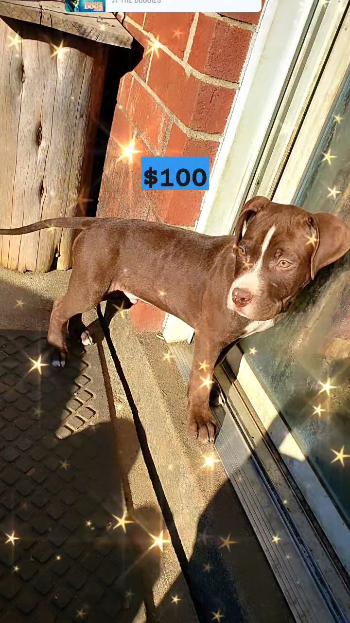 pitbull puppies ?