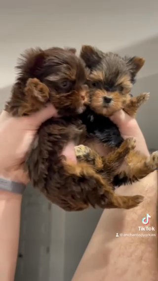 Yorkie Babies!