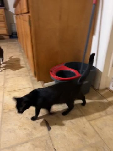 Kittens Soon