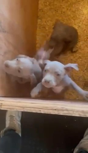 American Bully Puppies For Sale!
