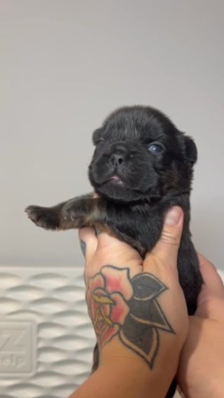 Chase in Dallas, Texas