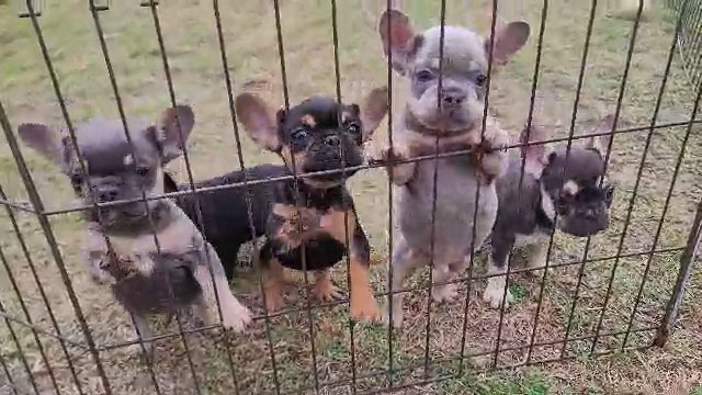 French bulldog pups