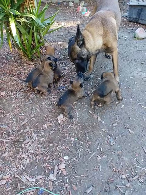 Belgium malinois