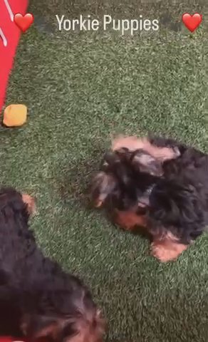 Yorkie Puppies