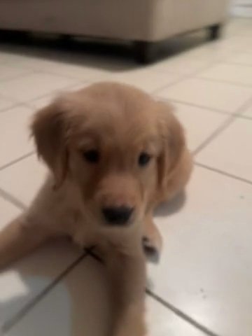 GOLDEN RETRIEVERS PUPPIES FOR SALE