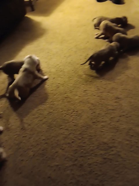 American Bulldog terriers   pitbull terriers