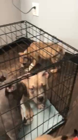 American bully pups