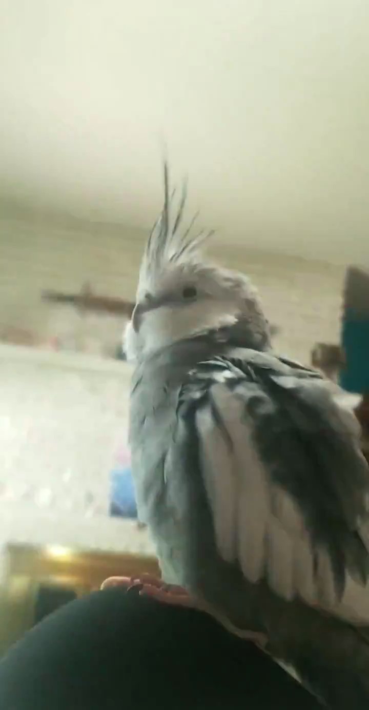 Gray cockatiel and cage