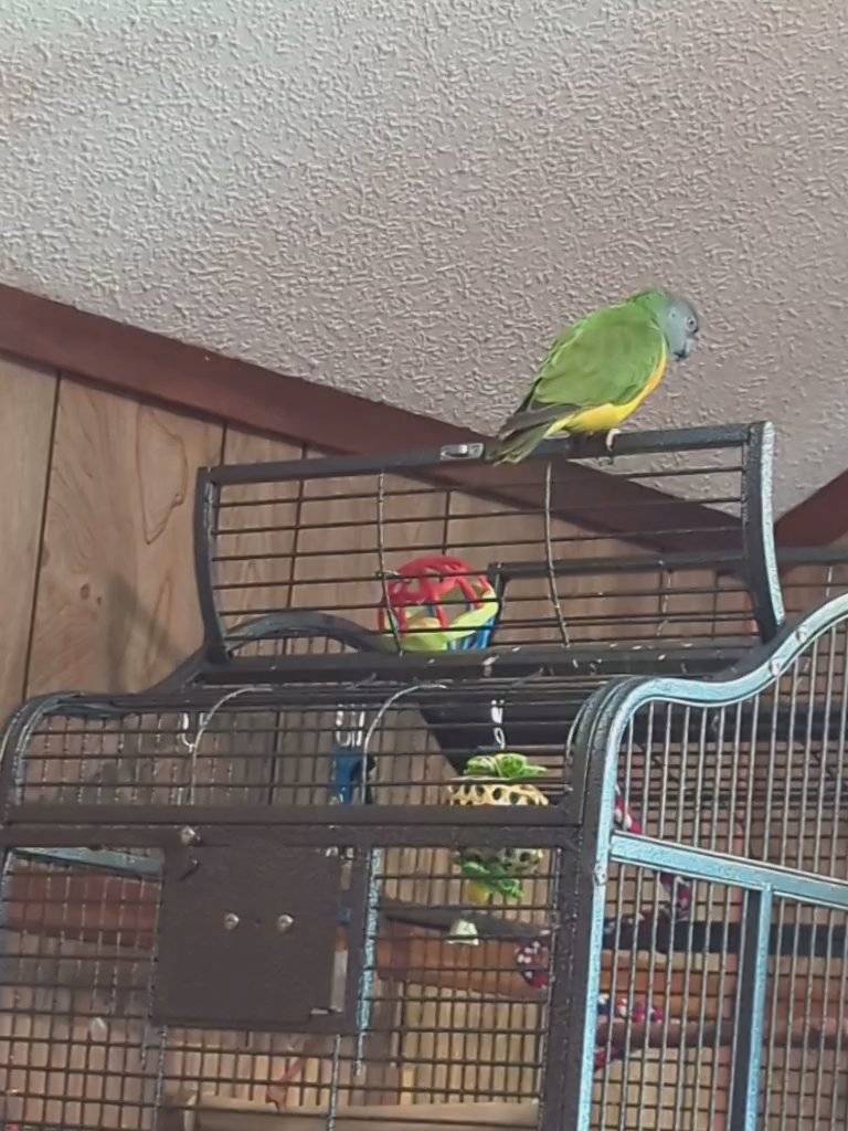 Senegal parrot