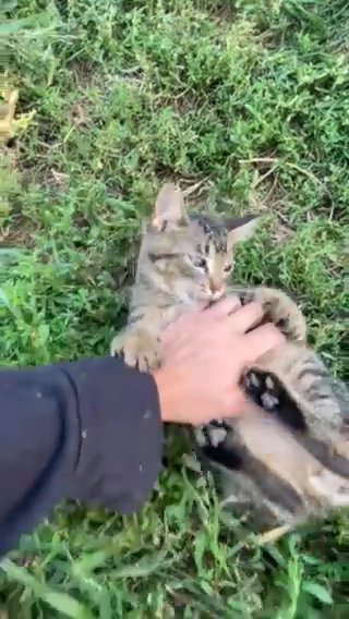 Kitten Looking For A Home