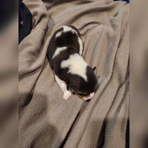 Female AKC Pembroke Welsh Corgi