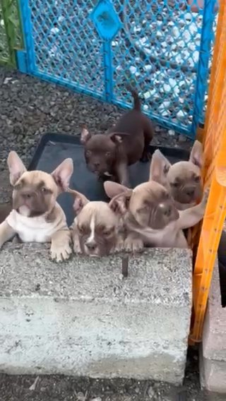 American Bully Micro