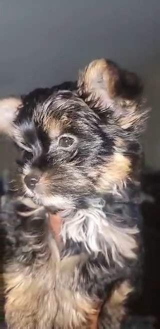 sold biewer Yorkie