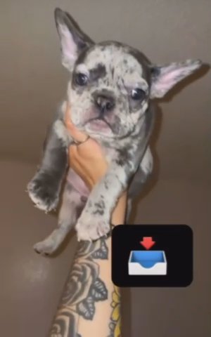 Merle Frenchie