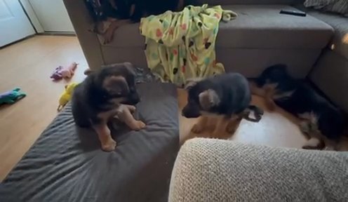 AKC German Shepherd Puppies