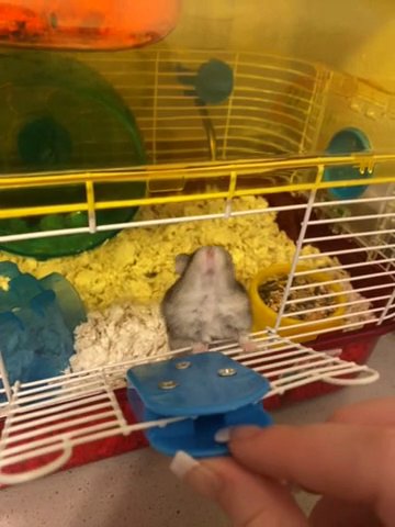 Free dwarf hamster