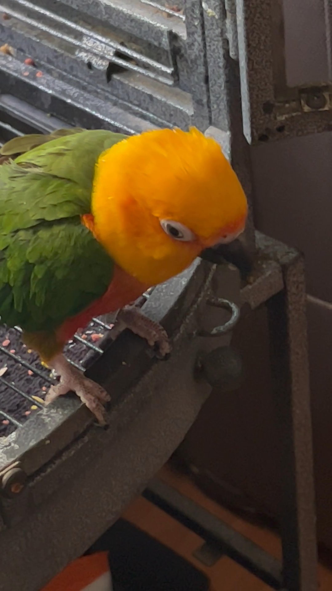 Sun conure for sale