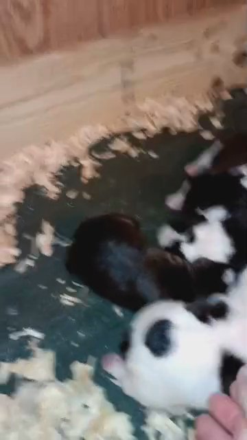 American Pitbull Razors Edge bloodline