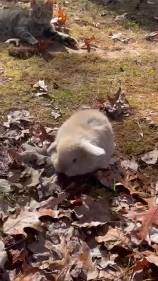 (Fat Alice) Pedigreed Holland Lop