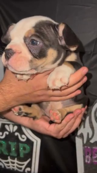 American Bully