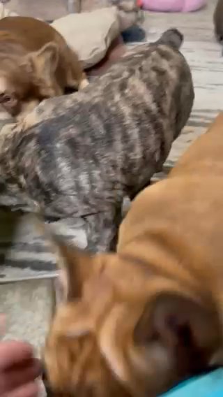 Fluffy Carrier Red Fawn Merle Boy