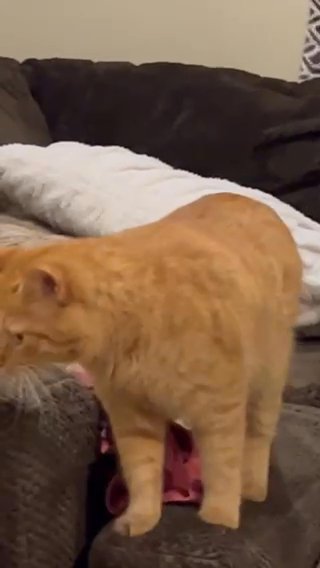 Gorgeous Orange Tabby
