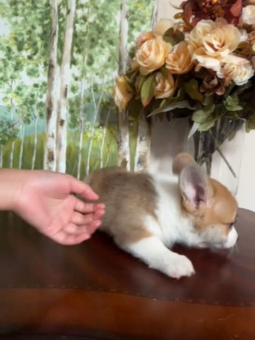 Pembroke Welsh Corgis